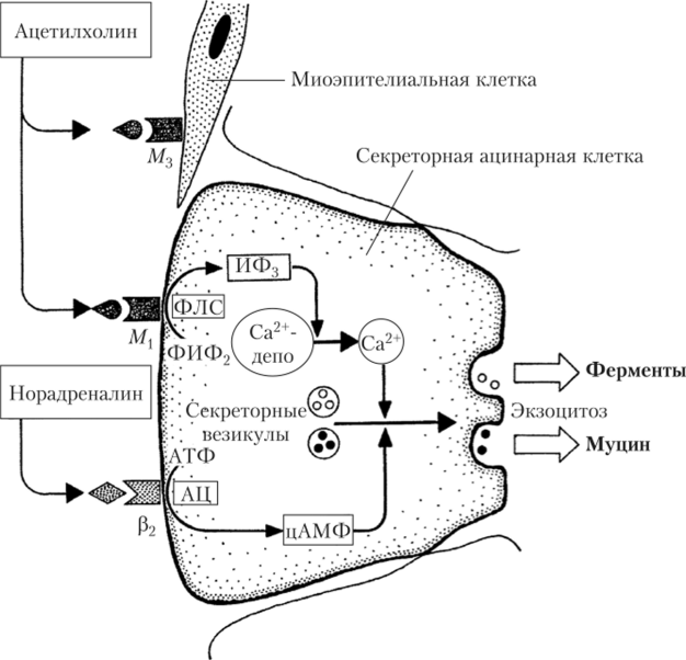 Механизм секреции ферментов и муцина в ацинарных клетках слюнных желез под влиянием стимулов ВНС.