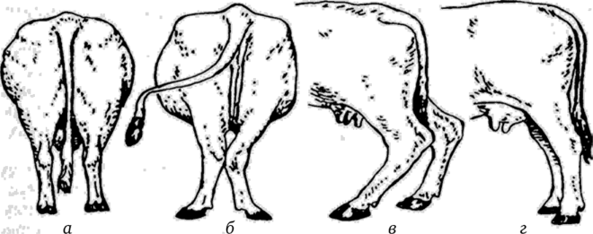 Постановка задних конечностей у крупного рогатого скота.