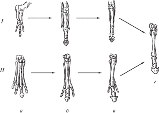 Последовательные стадии онтогенеза (/) и филогенетических преобразований (//) передних конечностей лошади.