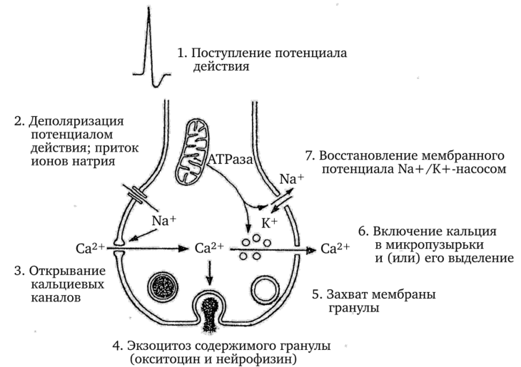 Схема стадий процесса, связывающего стимуляцию с секрецией, в аксонной терминали задней доли гипофиза (по Линкольн, 1987).