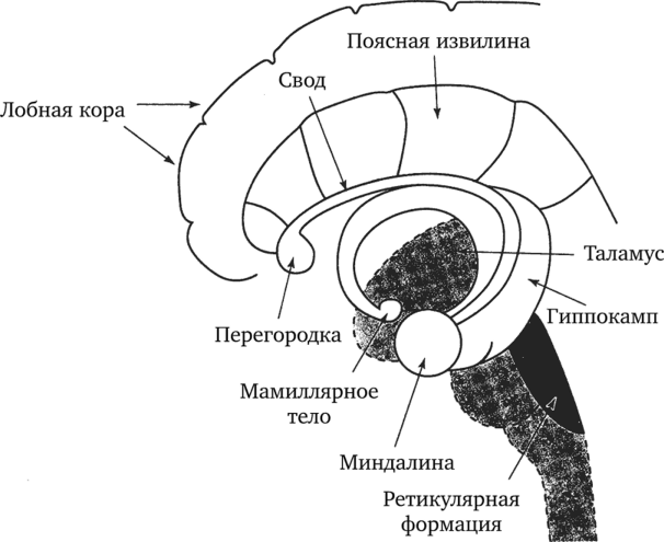 Основные структуры палеокортекса и лимбической системы.