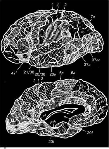 Карта цитоархитектоники коры левого полушария большого мозга (по данным Института мозга России):
