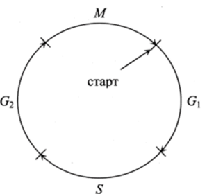 Схема клеточного цикла.
