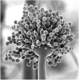 Aspergillus niger (электронная микрофотография).