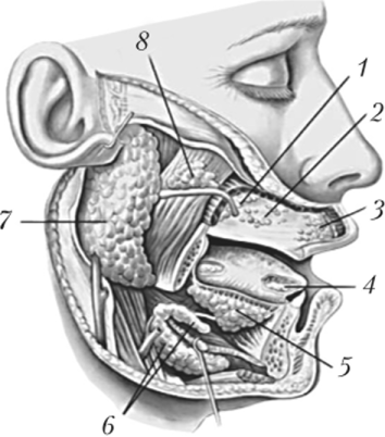 Схематическое изображение расположения основных слюнных желез человека.