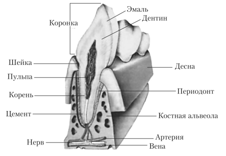 Схема строения зуба.