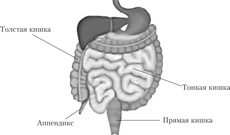 Схематическое изображение кишечника человека.