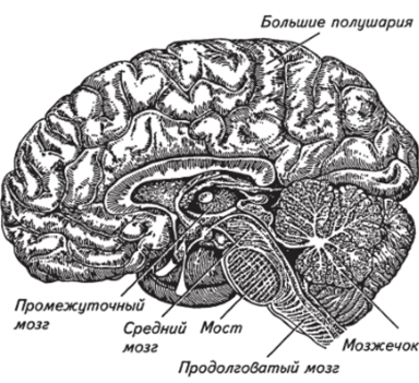 Отделы головного мозга на продольном разрезе.