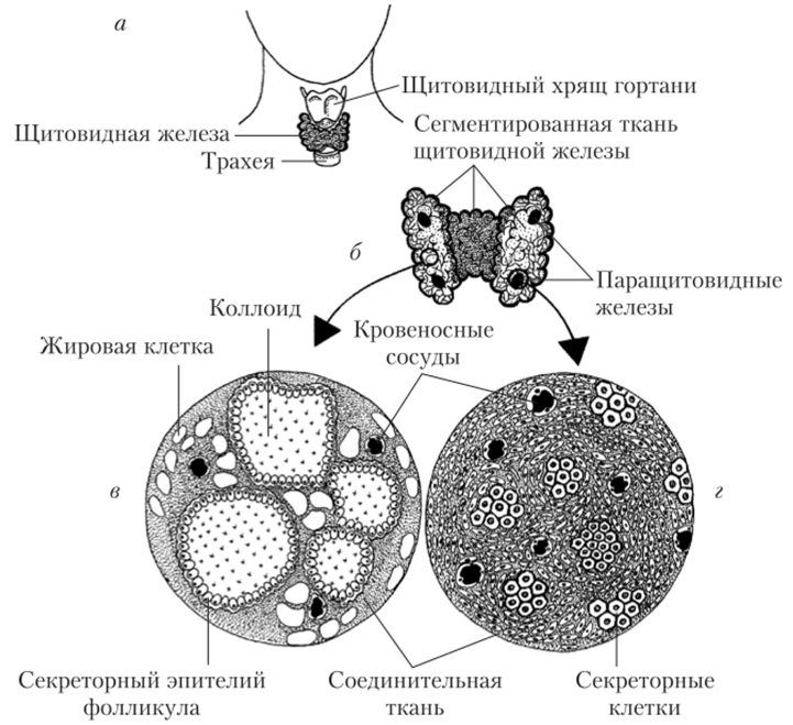 Анатомическое расположение (а), макроскопическое (б) и микроскопическое строение щитовидной (в) и паращитовидных желез (г).