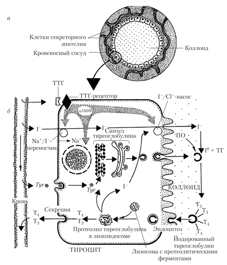 Клеточное строение фолликула щитовидной железы (а) и механизм «йодной ловушки» в клетках фолликулярного эпителия (б).
