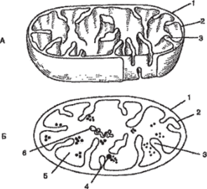 Схемы строения митохондрии в трехмерном изображении (А) и на срезе (Б).