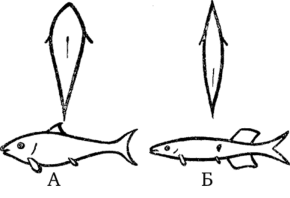 Схематическое изображение формы рыбы.