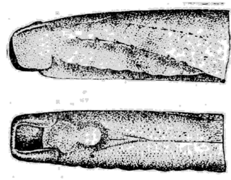 Голова и передняя часть тела речной миноги в личиночной стадии.