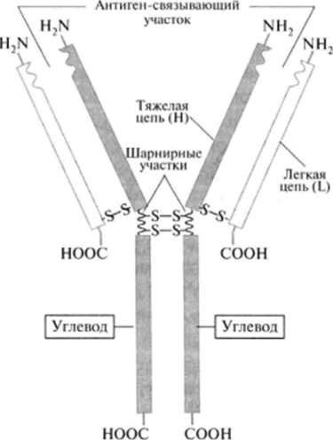 Структура молекулы иммуноглобулина G.