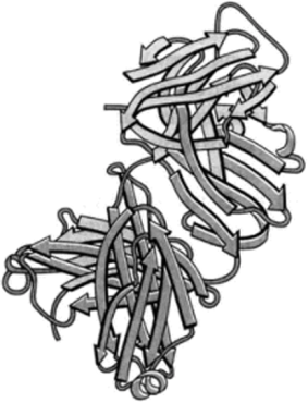 Кристаллическая структура Р-фрагмснтов иммуноглобулина G (по PDB-200I) C'hiara, J. В., Strura, Е., Wilson, J.; Science, 264. р. 82, 1994.