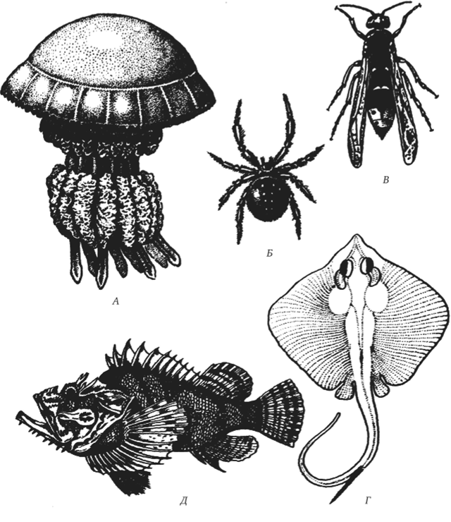 Активноядовитые животные. А — медуза корнерот; Б — паук каракурт; В — оса восточная; Г — скат хвостокол; Д — морской ерш.