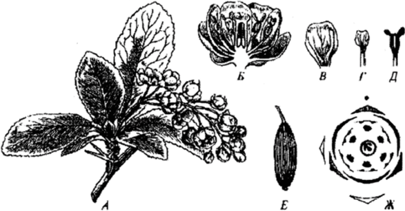 Барбарис обыкновенный (Berberis vulgaris).