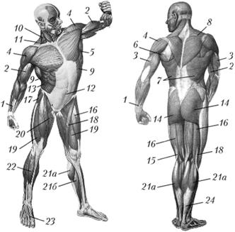 Основные мышцы человека и их двигательные функции.