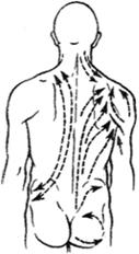 Направление движения рук при массаже со стороны спины.