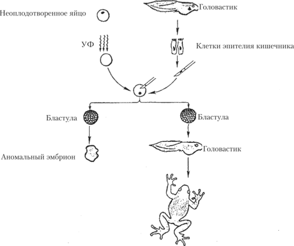 Тотипотентность ядра соматической кпстк» Xenopus Iaevis.