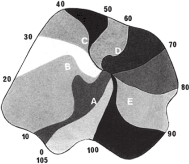 Спиральные волны распространения потенциала в сердце кролика. (Эксперимент Bonke, Shopman, 1977).