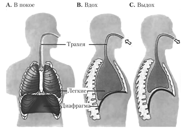 Схема дыхательных движений.