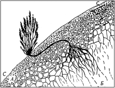 Искривление корневища многолетнего растения на склоне С—С, покрытом корой выветривания.
