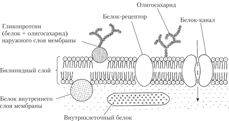 Схема участка клеточной мембраны (основные типы мембранных белков).