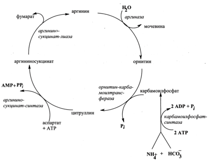 Биосинтез мочевины (орнитиновый цикл).
