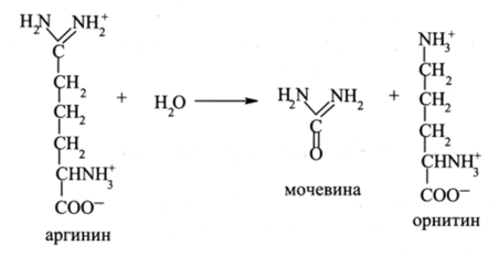 Биосинтез мочевины (орнитиновый цикл).