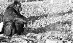 Шимпанзе бонобо Кензи поджаривает себе лакомство на углях.