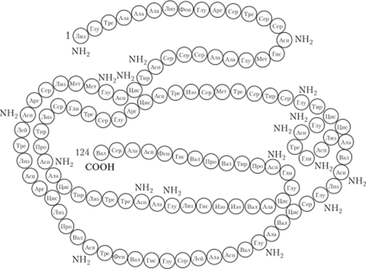 Вторичная структура молекулы фермента рибонуклсазы.