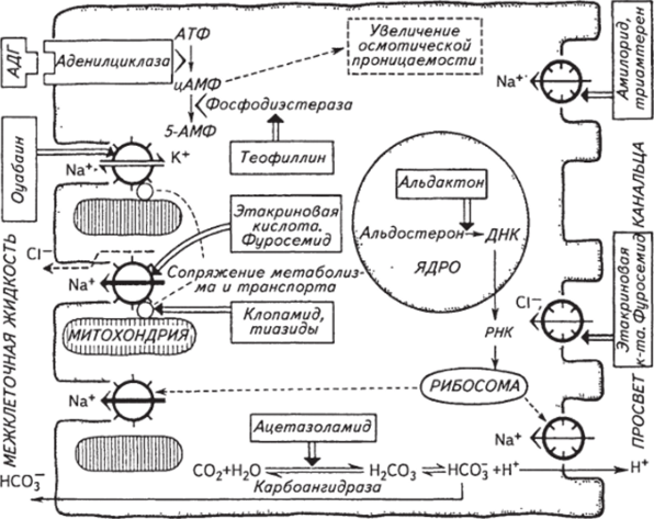 Клеточные механизмы действия диуретиков и гормонов.