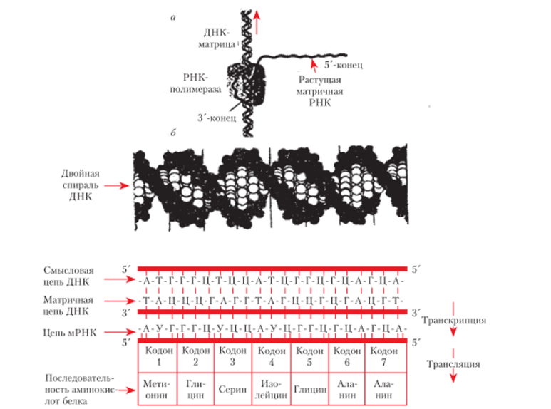 Схема процесса транскрипции ДНК РНК-полимеразой и трансляции.