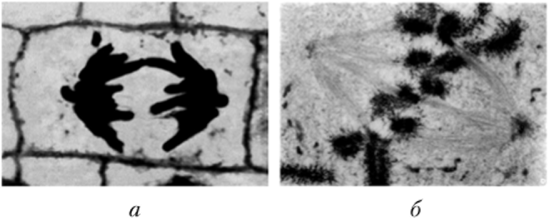 Изображения митотически делящейся клетки в светооптический (а) и электронный (б) микроскопы.