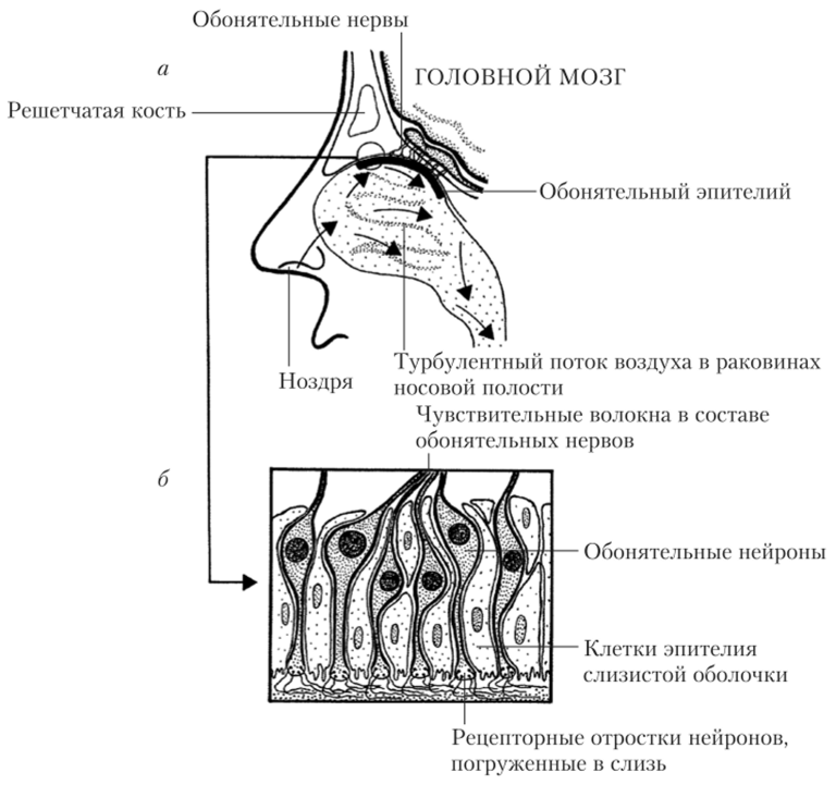 Структура органа обоняния (а) и клеточное строение обонятельного эпителия (б).