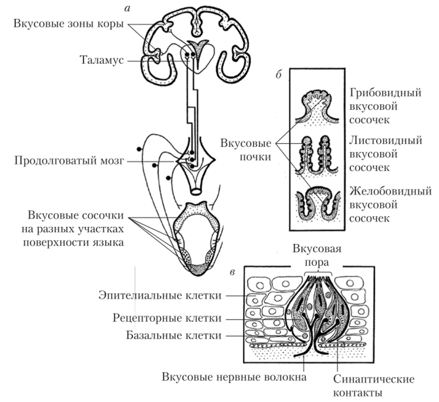 Нервные пути вкусовой чувствительности (я), разные типы сосочков на поверхности языка (б) и строение вкусовой луковицы (почки) (в).