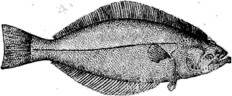 Черный палтус (Platysomatichthys hippoglossoides Walbaum).