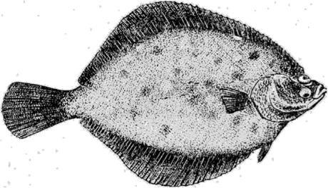 Морская камбала (Pleuronectes platessa L.).