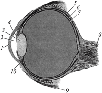 Схема строения глазного яблока.