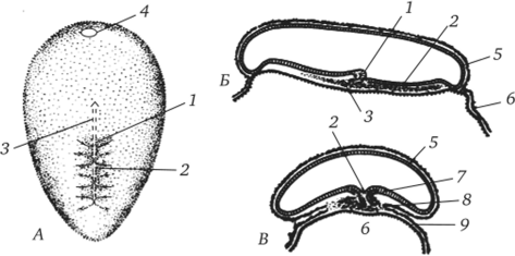 Развитие зародыша человека на стадии первичной полоски (15—17-е сутки).