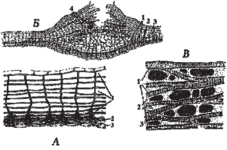 Вторичные покровные ткани и их элементы.