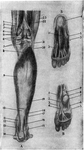 Мышцы голени и стопы. А —задняя поверхность колена и голени (удалены икроножная и подошвенная мышцы, подколенная не изображена).