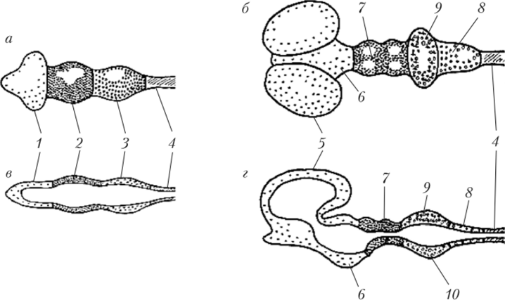 Упрощенная схема, иллюстрирующая изменения нервной трубки на стадии трех мозговых пузырей (а, б) и далее на стадии пяти мозговых пузырей (в, г).