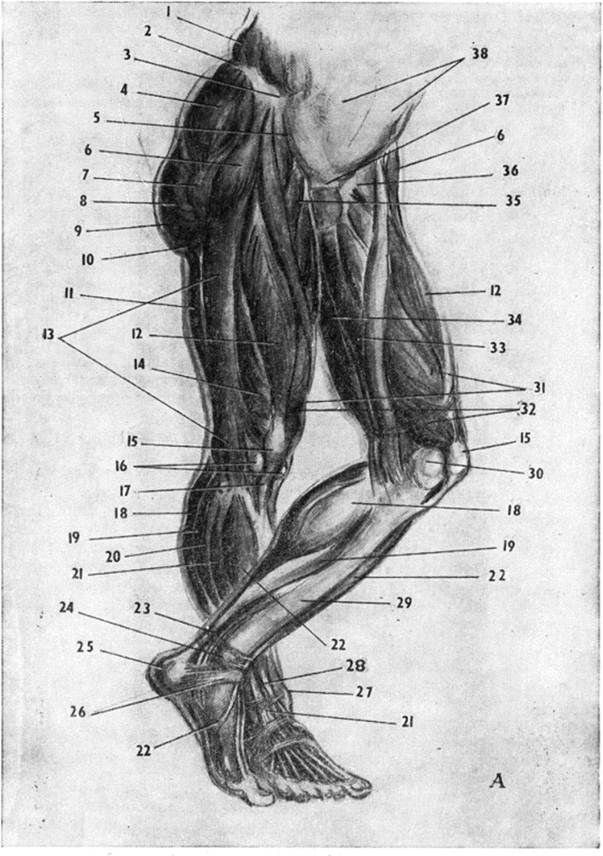 Мышцы таза и ног А—сбоку (справа).