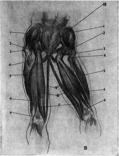 В —задние мышцы бедра (удалены большие седалищные мышцы и другие мышцы таза и бедра — показано начало их от седалищных бугров).