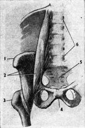 Пояснично-подвздошная мышца (на рисунке оставлена она одна и скелет).