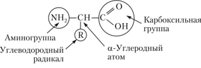 Общая формула а-аминокислоты.