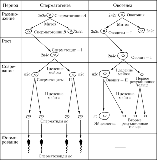 Схема гаметогенеза.