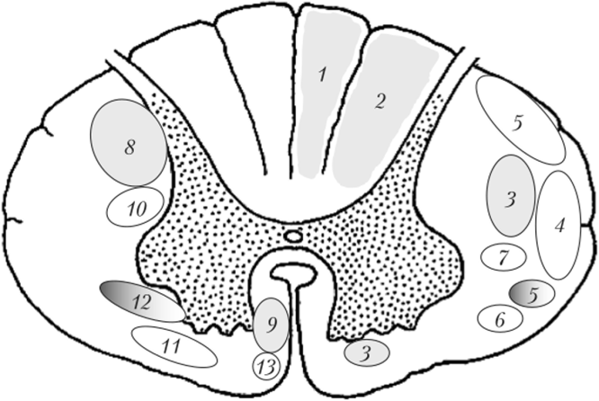 Схема расположения основных восходящих (справа) и нисходящих (слева) трактов белого вещества спинного мозга.